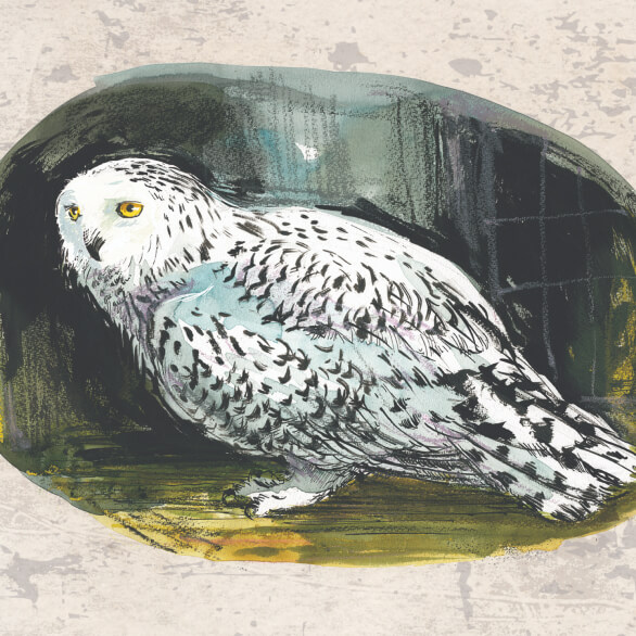 harry potter book art hedwig